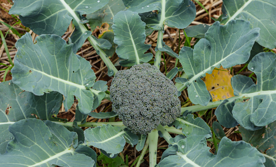Líder nacional em produtores de orgânicos, Paraná investe para ampliar ainda mais o segmento -