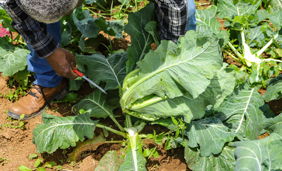 Líder nacional em produtores de orgânicos, Paraná investe para ampliar ainda mais o segmento -
