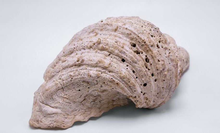 Lange de Morretes ganha exposição inédita no Museu Paranaense; obras restauradas são destaques da mostra