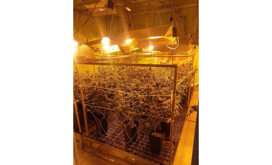 Denúncia via 181 leva polícia a apreender 400 pés de maconha e fechar laboratório de drogas em Curitiba