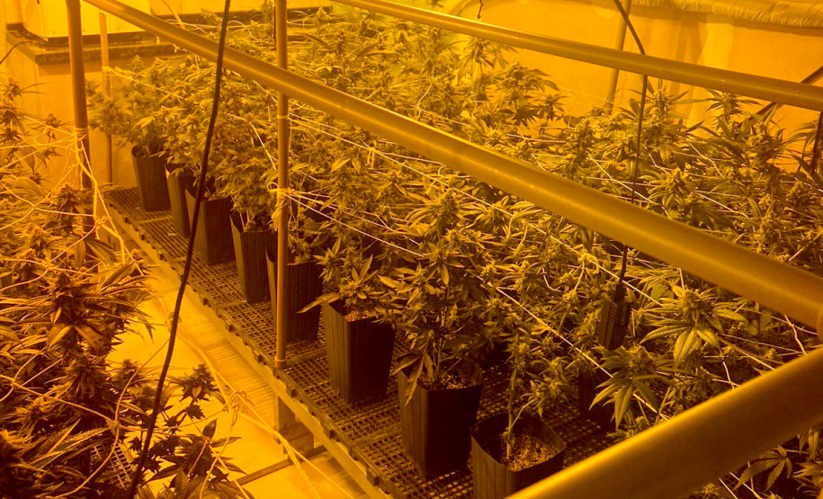 Denúncia via 181 leva polícia a apreender 400 pés de maconha e fechar laboratório de drogas em Curitiba