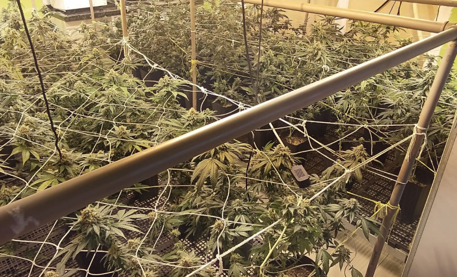 Denúncia via 181 leva polícia a apreender 400 pés de maconha e fechar laboratório de drogas em Curitiba