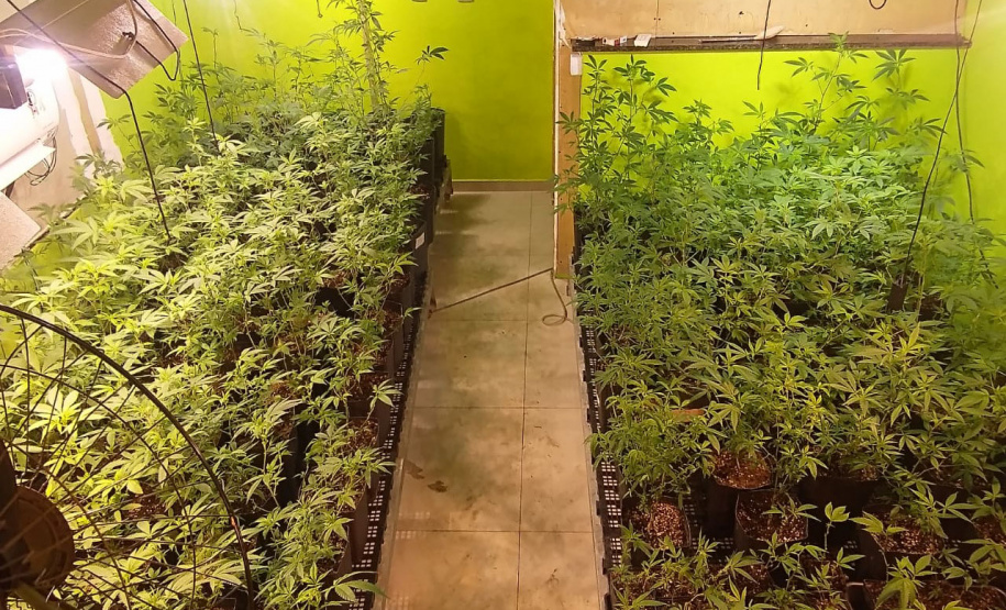 Denúncia via 181 leva polícia a apreender 400 pés de maconha e fechar laboratório de drogas em Curitiba