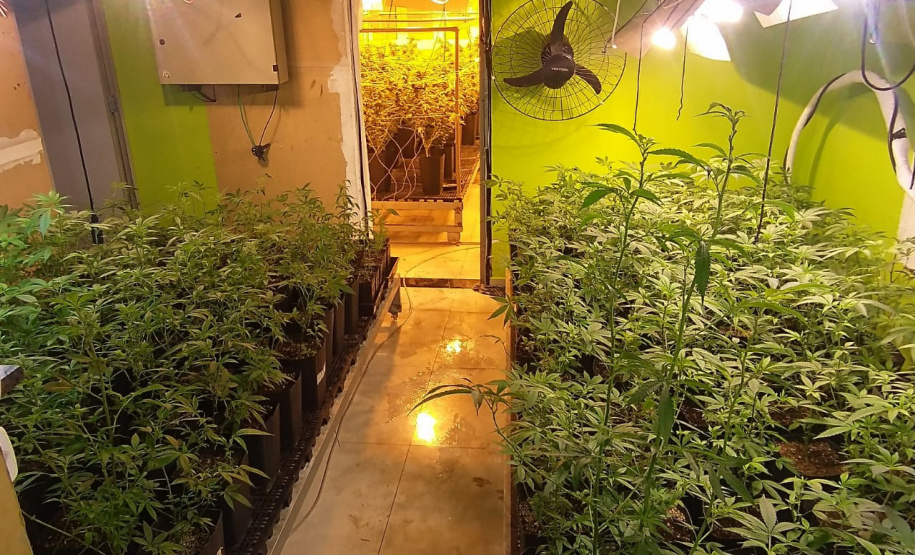 Denúncia via 181 leva polícia a apreender 400 pés de maconha e fechar laboratório de drogas em Curitiba