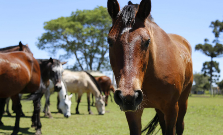 Centro de Produção e Pesquisa de Imunobiológicos recebeu mais de R$ 28 milhões em investimentos