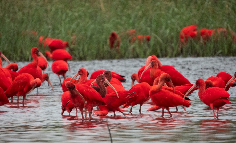IAT e Instituto Guaju iniciam campanha para preservar qualidade de vida dos guarás em Guaratuba