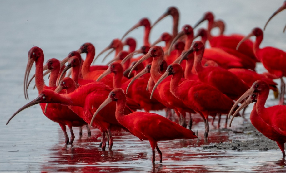 IAT e Instituto Guaju iniciam campanha para preservar qualidade de vida dos guarás em Guaratuba