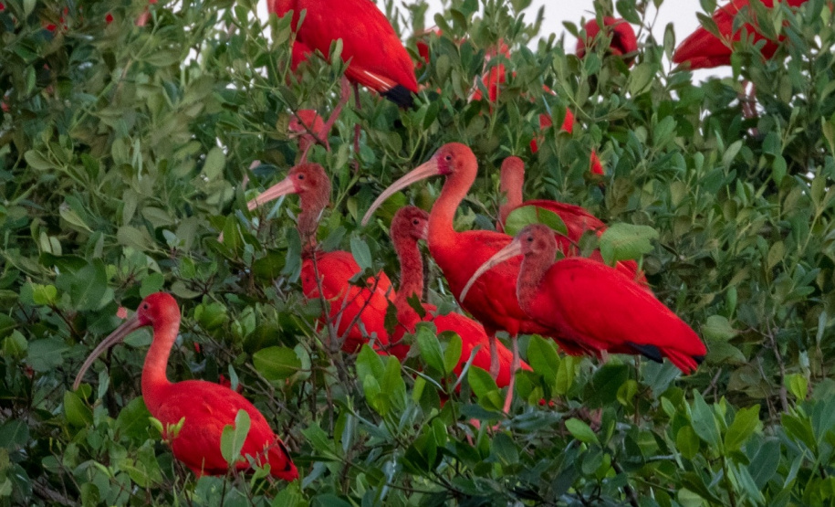 IAT e Instituto Guaju iniciam campanha para preservar qualidade de vida dos guarás em Guaratuba