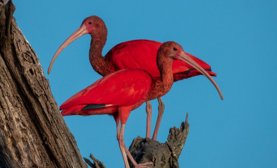 IAT e Instituto Guaju iniciam campanha para preservar qualidade de vida dos guarás em Guaratuba