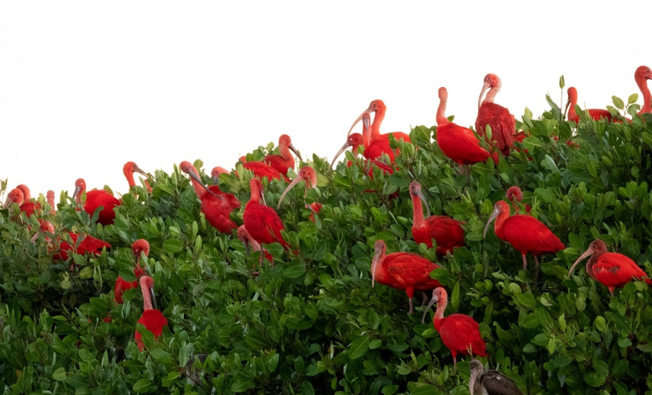 IAT e Instituto Guaju iniciam campanha para preservar qualidade de vida dos guarás em Guaratuba