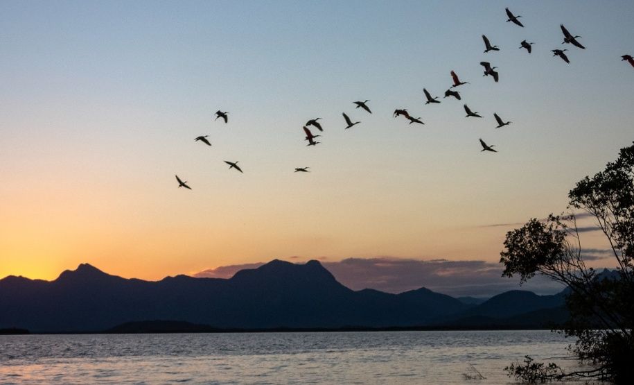 IAT e Instituto Guaju iniciam campanha para preservar qualidade de vida dos guarás em Guaratuba