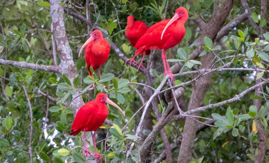 IAT e Instituto Guaju iniciam campanha para preservar qualidade de vida dos guarás em Guaratuba