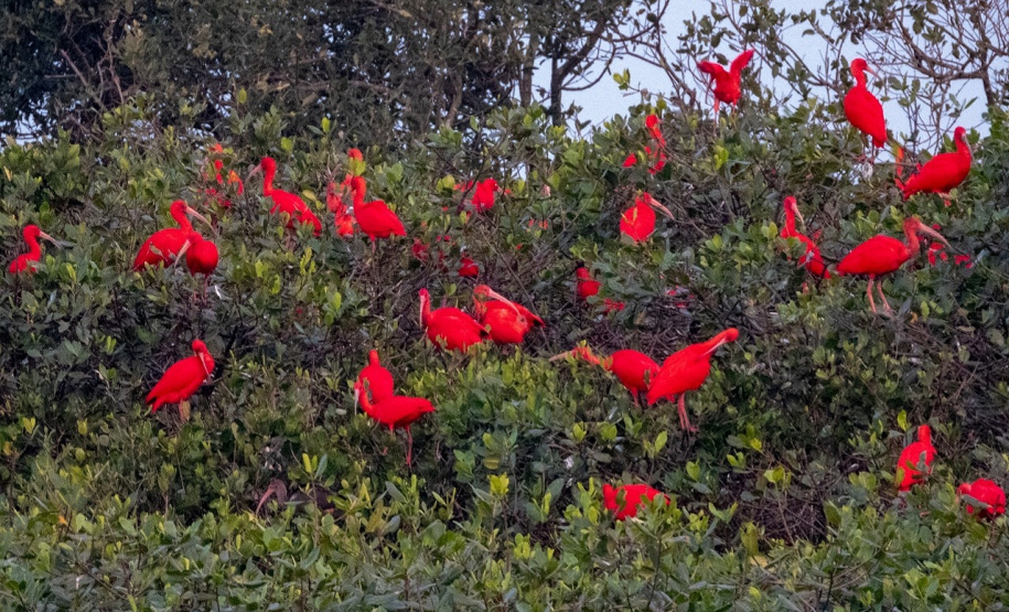 IAT e Instituto Guaju iniciam campanha para preservar qualidade de vida dos guarás em Guaratuba