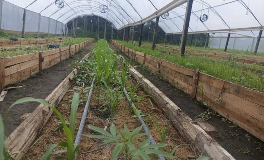Após denúncia via 181, Polícia Militar apreende mais de 700 pés de maconha em Guaratuba
