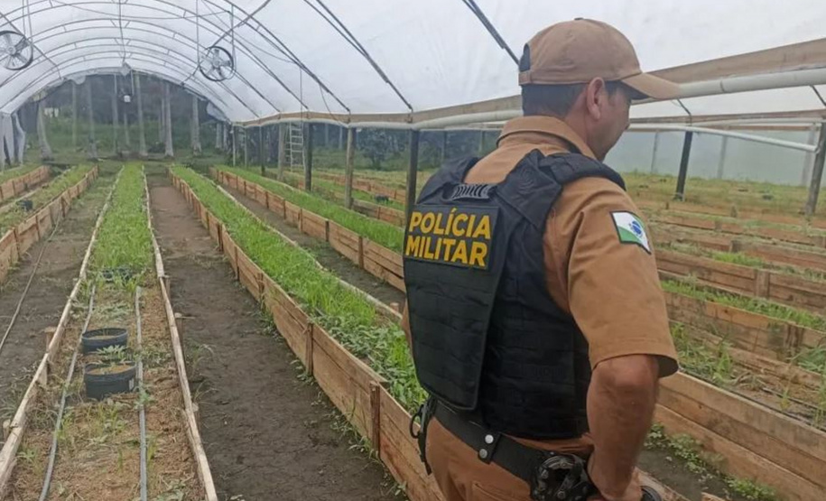 Após denúncia via 181, Polícia Militar apreende mais de 700 pés de maconha em Guaratuba