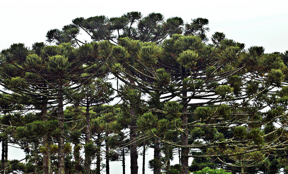 Araucárias
