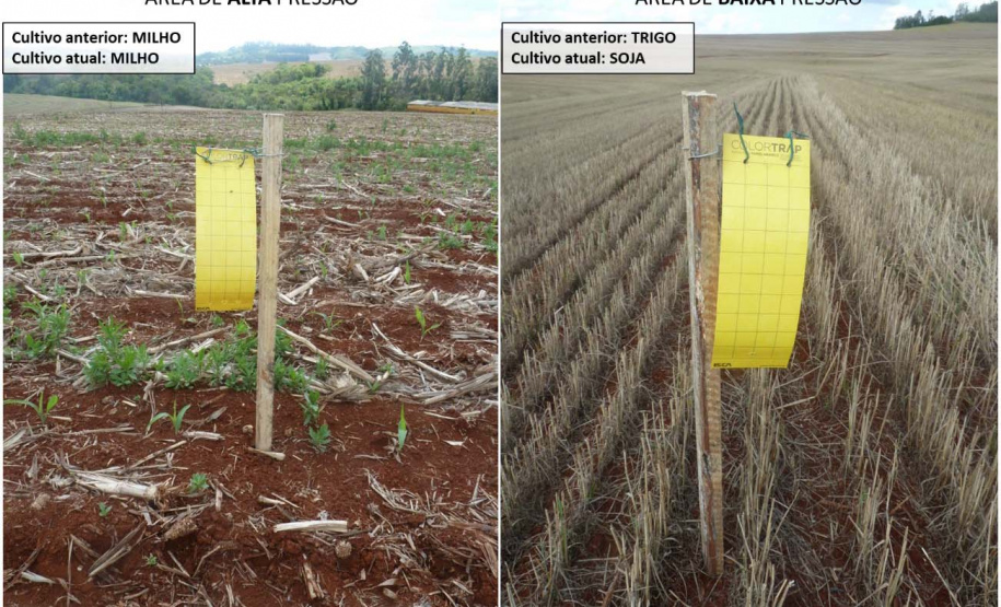 Adapar intensifica monitoramento do enfezamento do milho no Paraná