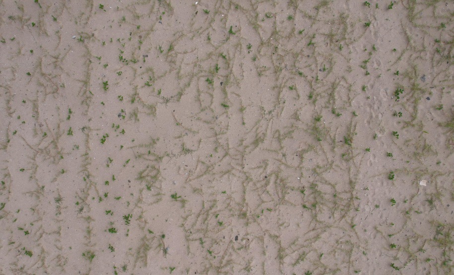 Revitalização da Orla de Matinhos vai ampliar em quase 5 vezes a área com restinga nativa