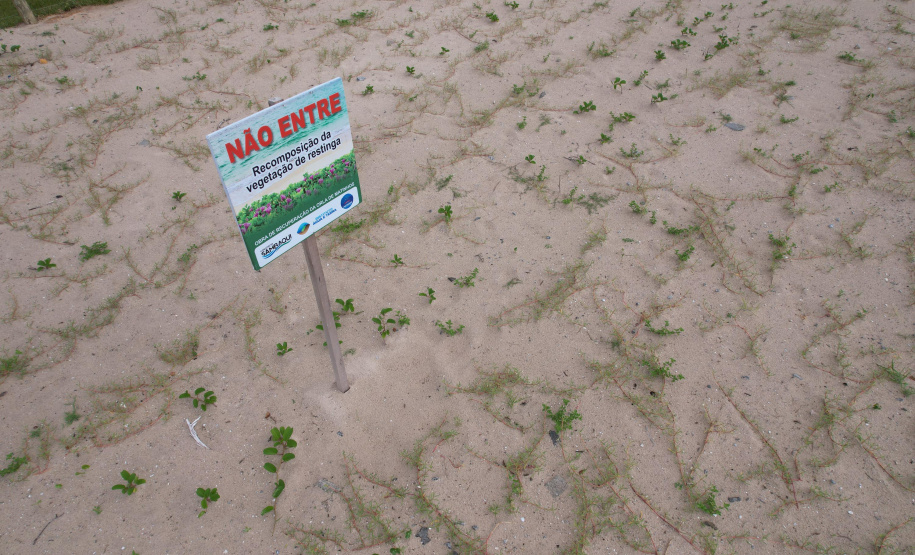 Revitalização da Orla de Matinhos vai ampliar em quase 5 vezes a área com restinga nativa