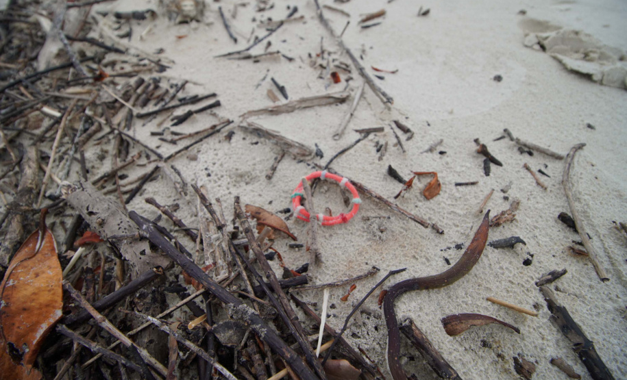 Mutirão recolhe quase uma tonelada de lixo marinho da Ilha do Mel