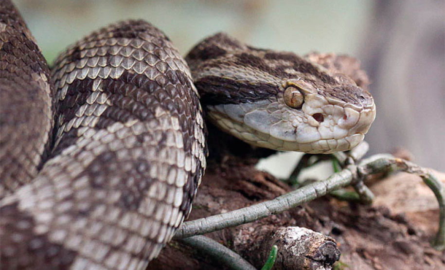 Estudo correlaciona fatores de risco e acidentes com serpentes no Paraná