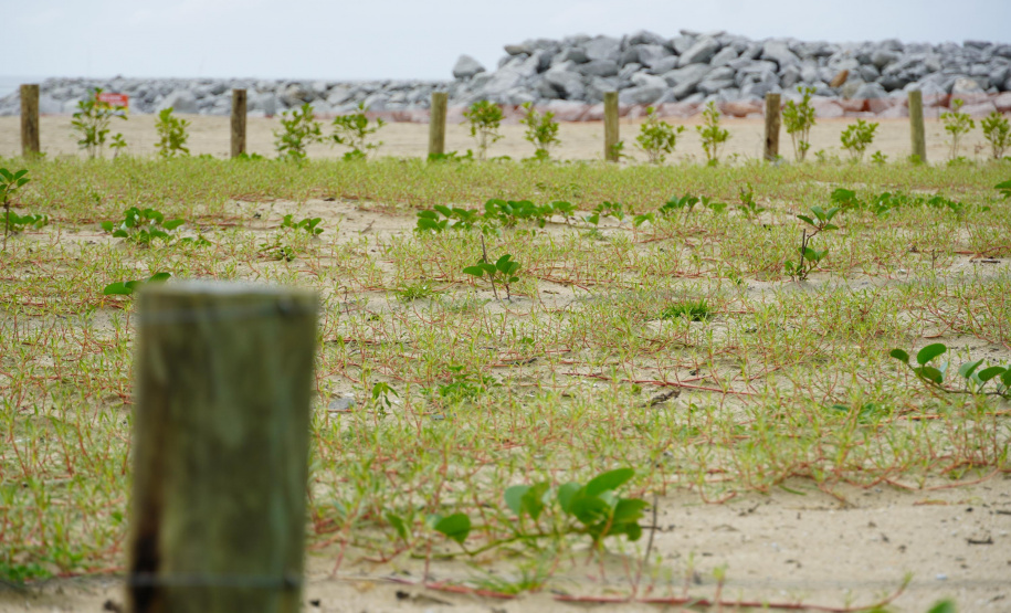 Revitalização da Orla de Matinhos vai ampliar em quase 5 vezes a área com restinga nativa