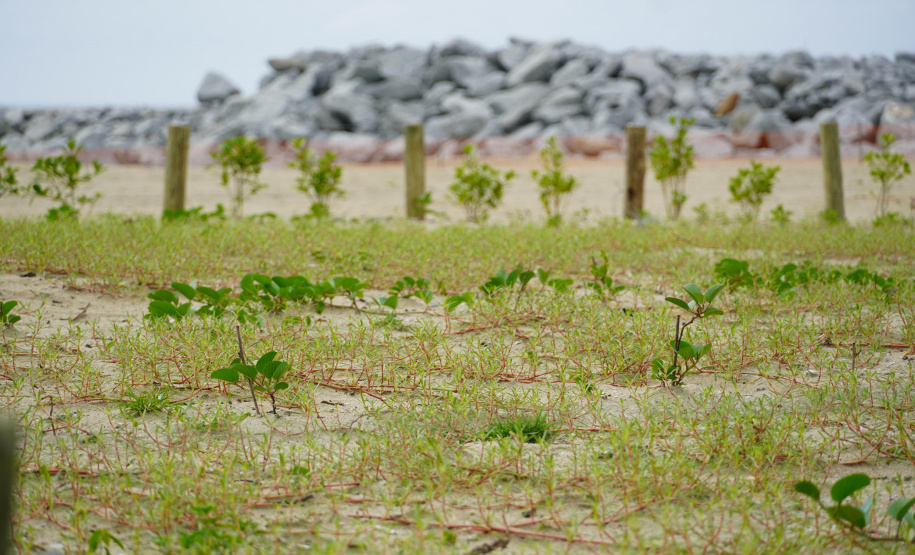Revitalização da Orla de Matinhos vai ampliar em quase 5 vezes a área com restinga nativa