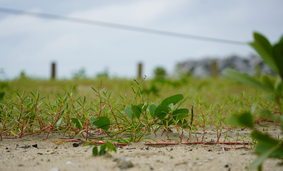 Revitalização da Orla de Matinhos vai ampliar em quase 5 vezes a área com restinga nativa