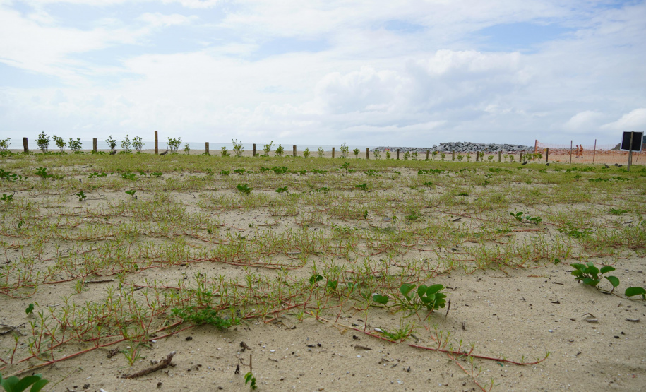 Revitalização da Orla de Matinhos vai ampliar em quase 5 vezes a área com restinga nativa