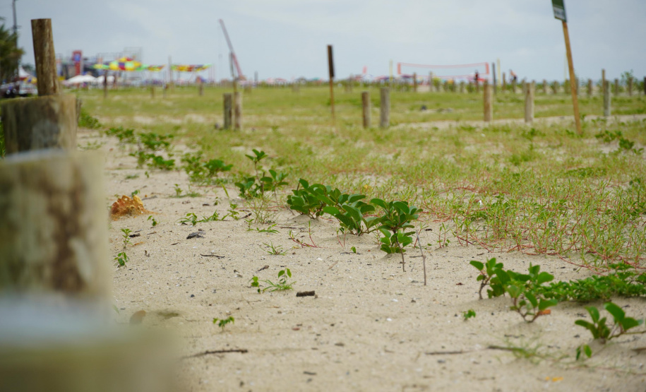 Revitalização da Orla de Matinhos vai ampliar em quase 5 vezes a área com restinga nativa