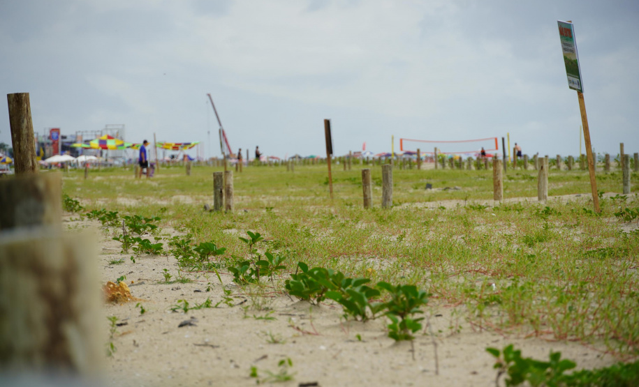 Revitalização da Orla de Matinhos vai ampliar em quase 5 vezes a área com restinga nativa
