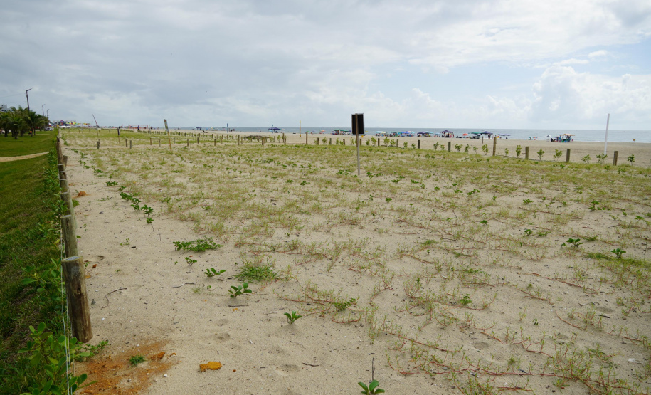 Revitalização da Orla de Matinhos vai ampliar em quase 5 vezes a área com restinga nativa