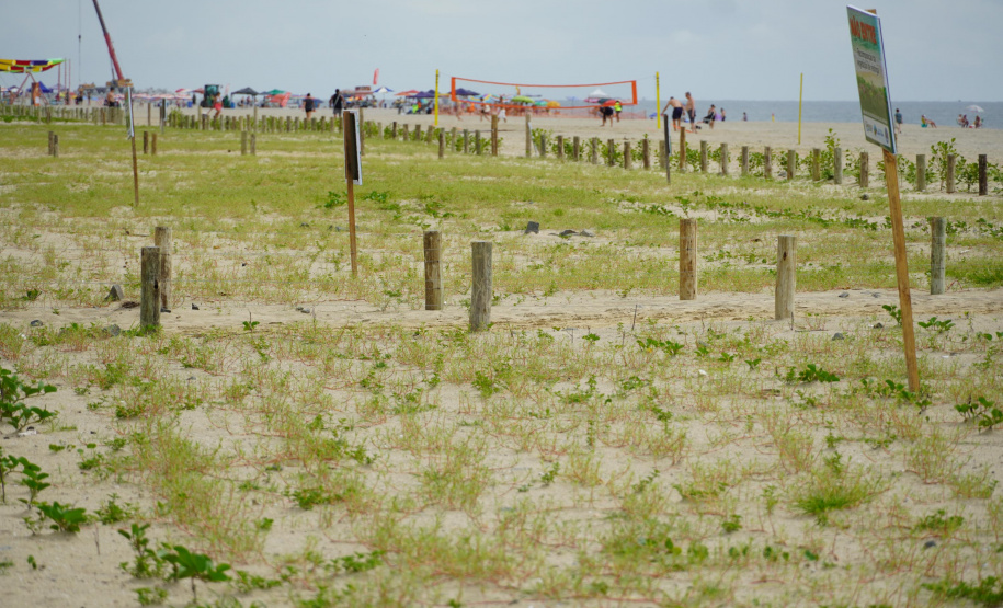 Revitalização da Orla de Matinhos vai ampliar em quase 5 vezes a área com restinga nativa