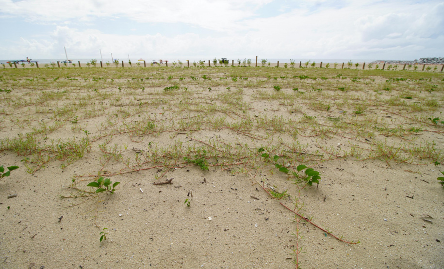 Revitalização da Orla de Matinhos vai ampliar em quase 5 vezes a área com restinga nativa
