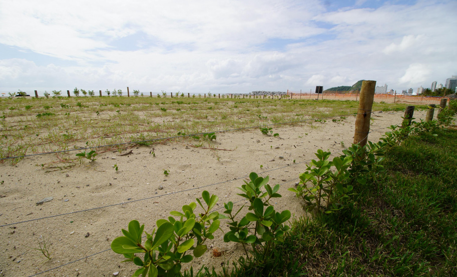 Revitalização da Orla de Matinhos vai ampliar em quase 5 vezes a área com restinga nativa