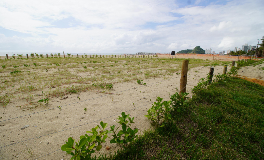 Revitalização da Orla de Matinhos vai ampliar em quase 5 vezes a área com restinga nativa