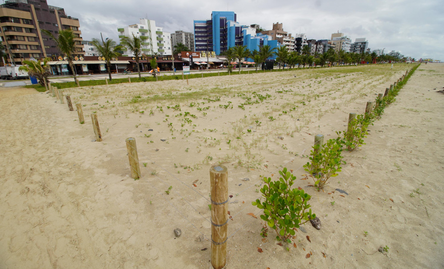 Revitalização da Orla de Matinhos vai ampliar em quase 5 vezes a área com restinga nativa