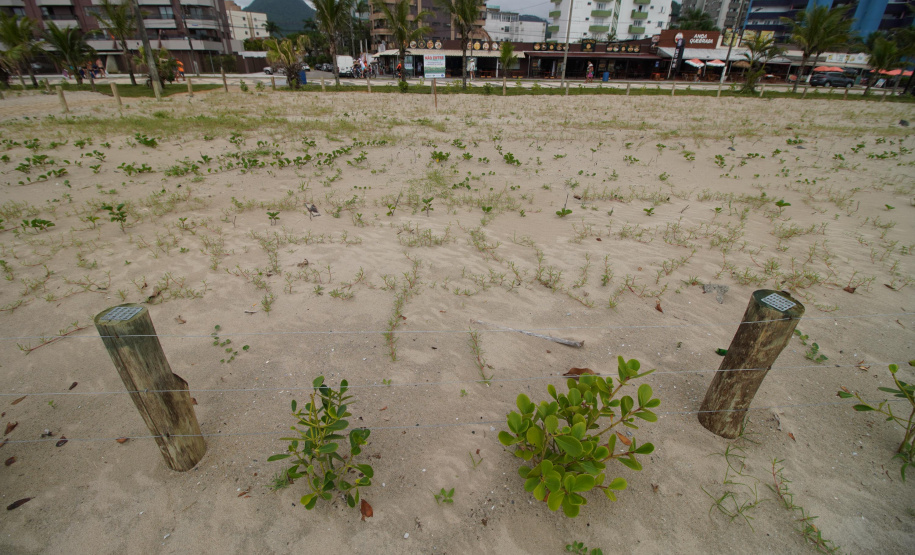 Revitalização da Orla de Matinhos vai ampliar em quase 5 vezes a área com restinga nativa
