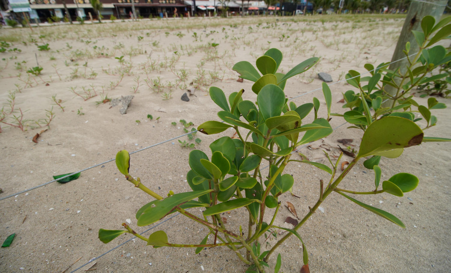 Revitalização da Orla de Matinhos vai ampliar em quase 5 vezes a área com restinga nativa