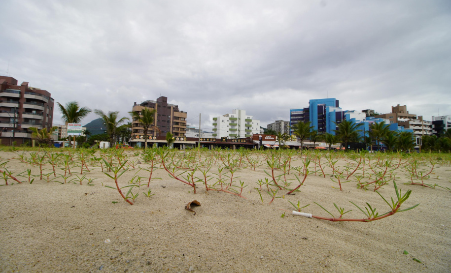 Revitalização da Orla de Matinhos vai ampliar em quase 5 vezes a área com restinga nativa