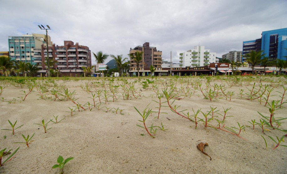 Revitalização da Orla de Matinhos vai ampliar em quase 5 vezes a área com restinga nativa