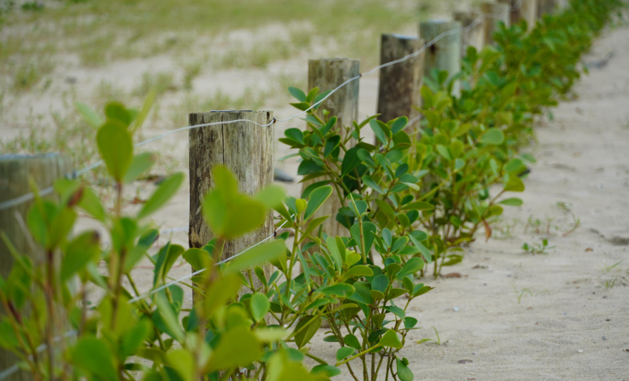 Revitalização da Orla de Matinhos vai ampliar em quase 5 vezes a área com restinga nativa