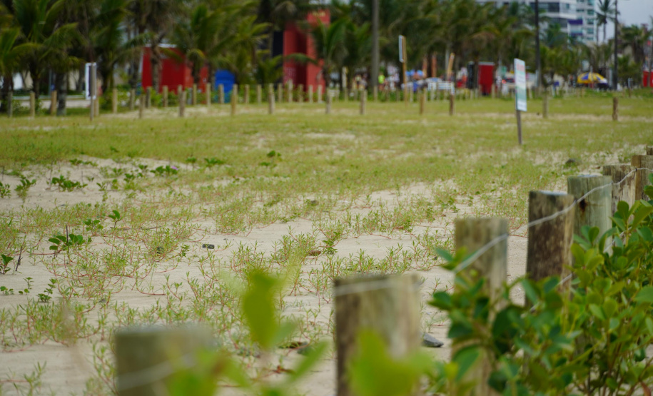 Revitalização da Orla de Matinhos vai ampliar em quase 5 vezes a área com restinga nativa