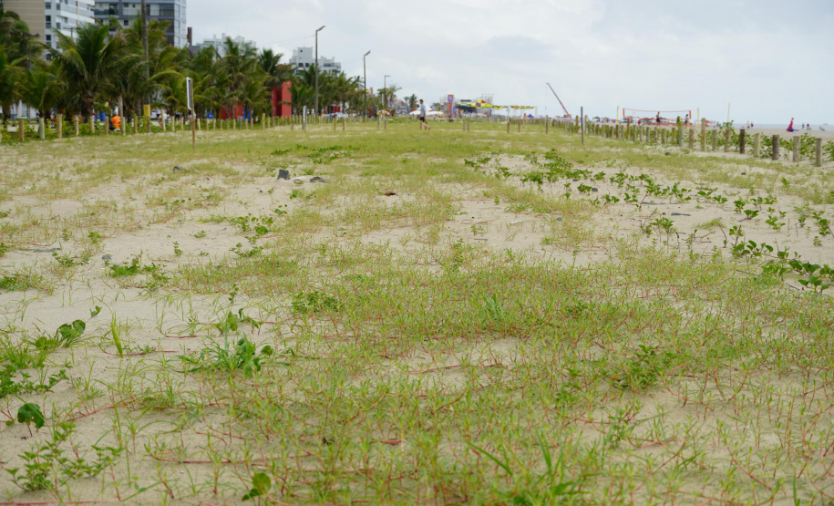 Revitalização da Orla de Matinhos vai ampliar em quase 5 vezes a área com restinga nativa