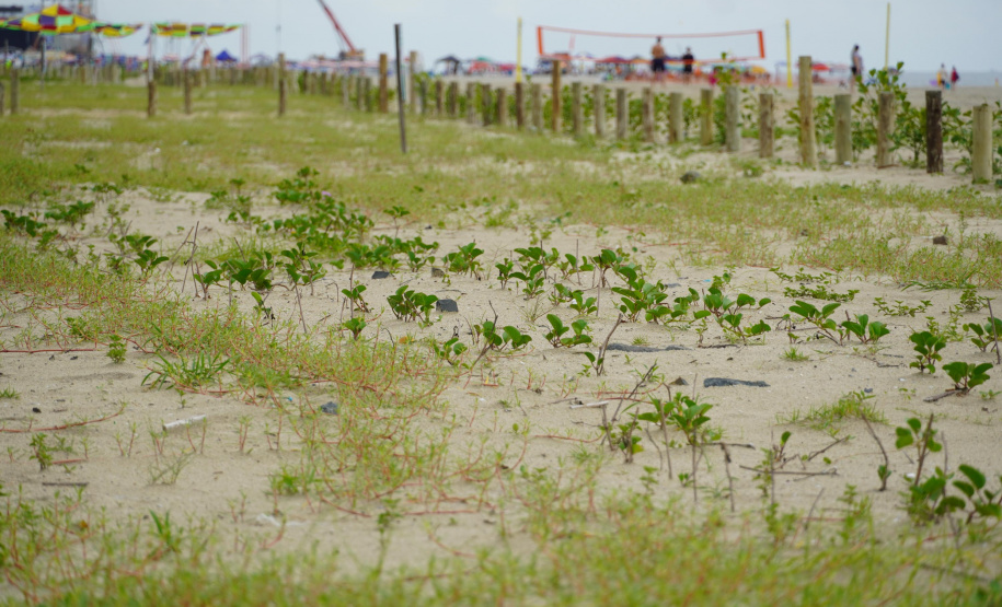 Revitalização da Orla de Matinhos vai ampliar em quase 5 vezes a área com restinga nativa