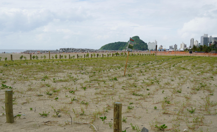 Revitalização da Orla de Matinhos vai ampliar em quase 5 vezes a área com restinga nativa