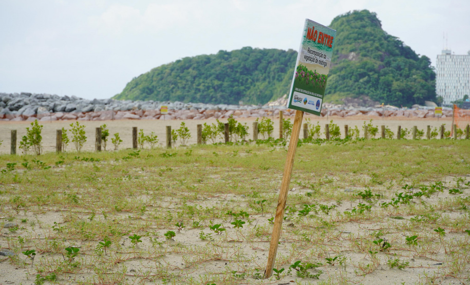 Revitalização da Orla de Matinhos vai ampliar em quase 5 vezes a área com restinga nativa