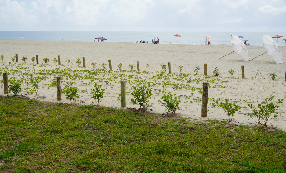 Revitalização da Orla de Matinhos vai ampliar em quase 5 vezes a área com restinga nativa