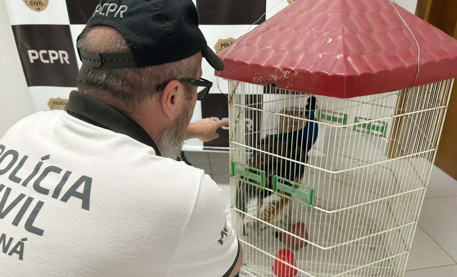 PCPR recupera pavão furtado em menos de 24 horas após o crime