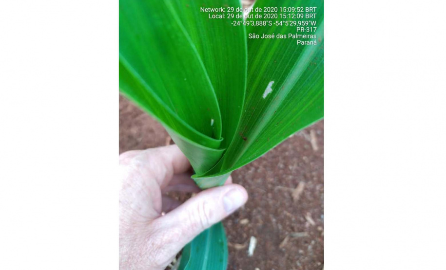 Adapar intensifica monitoramento do enfezamento do milho no Paraná